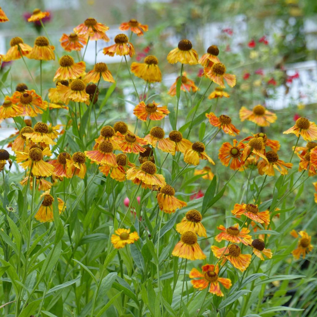 Helenium Waltraut