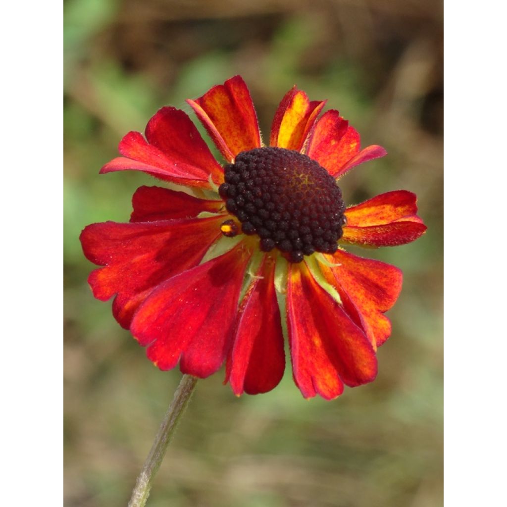 Helenium Kupferswerg