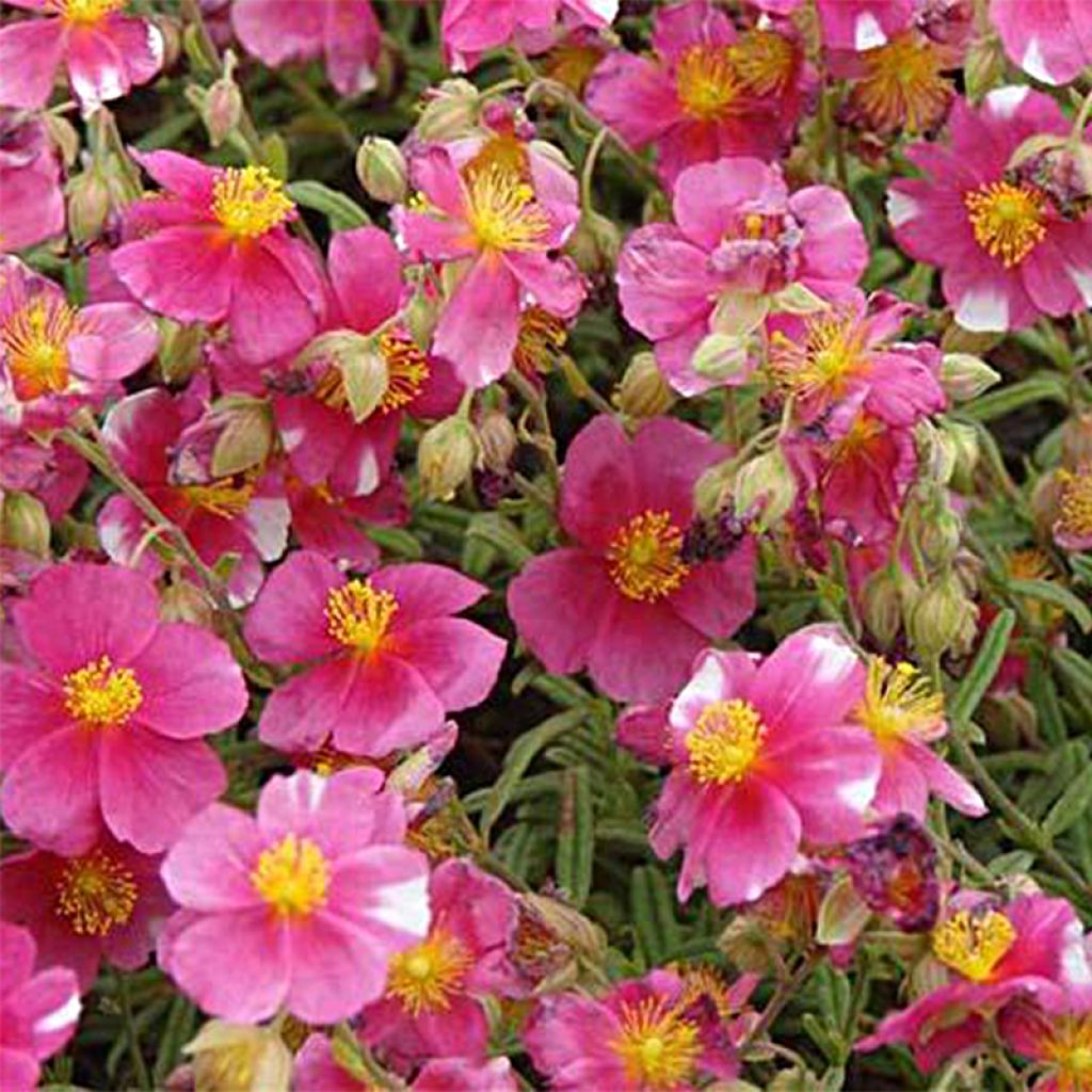 Helianthemum Raspberry Ripple