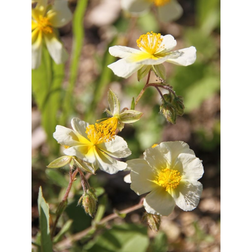 Helianthemum Elfenbeinglanz