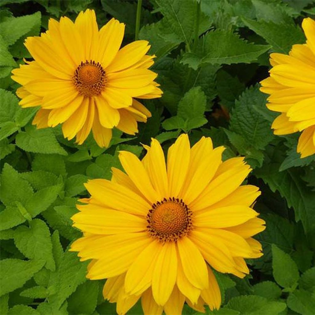 Heliopsis helianthoides var. scabra Venus