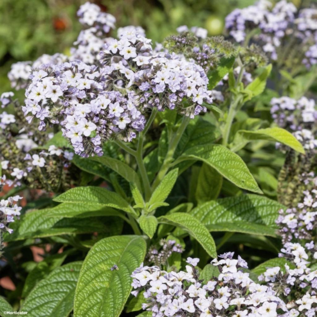 Heliotrope arborescens Menois