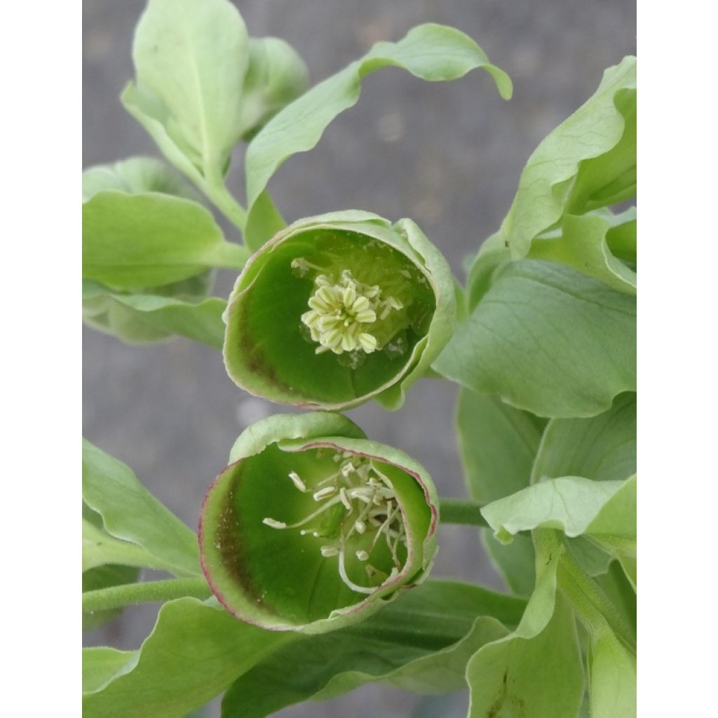 Eléboro fétido - Helleborus foetidus