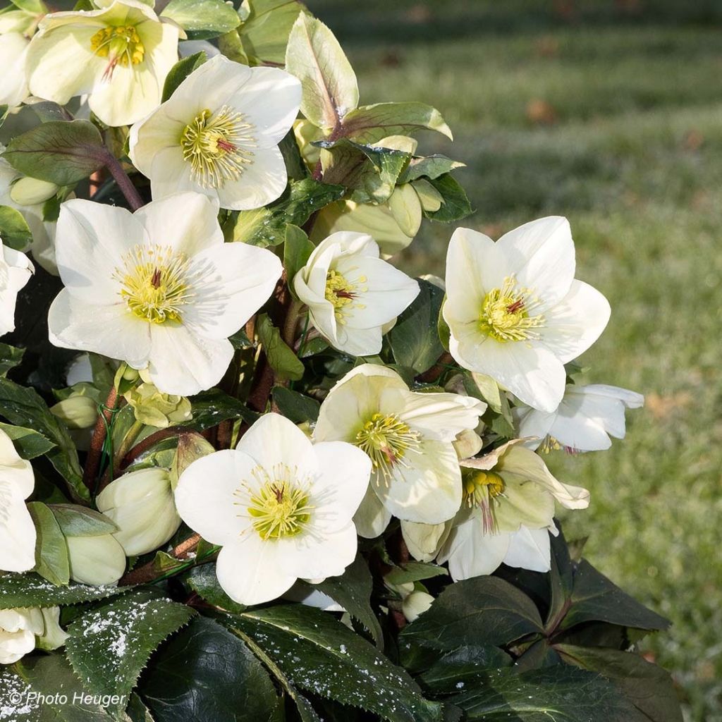 Eléboro Ice N' Roses White - Eléboro