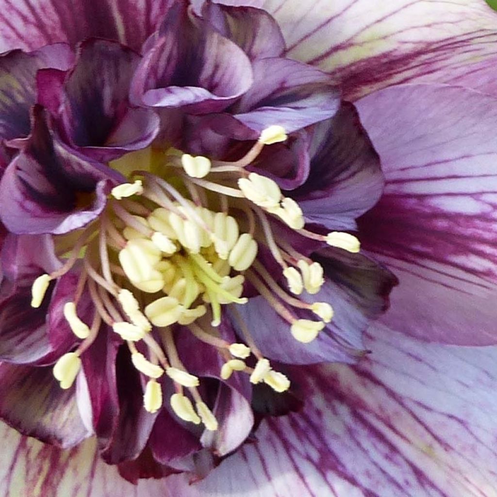 Eléboro oriental Anemone Picotee