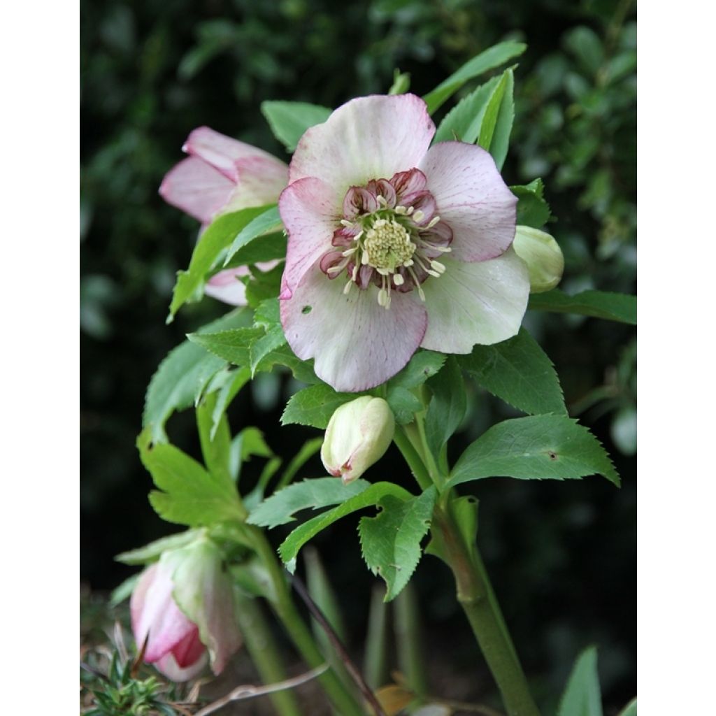 Eléboro oriental Anemone Picotee