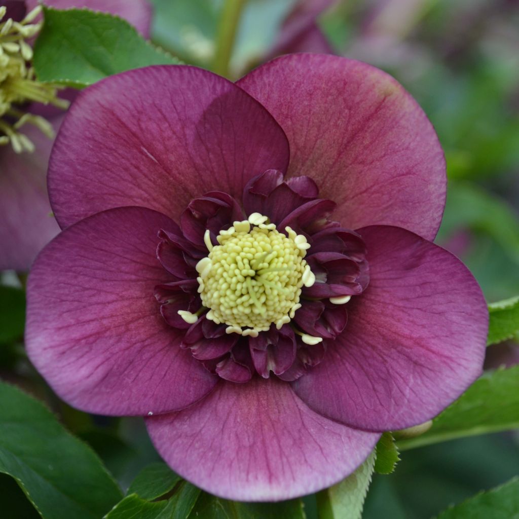 Eléboro oriental Anemone Rojo