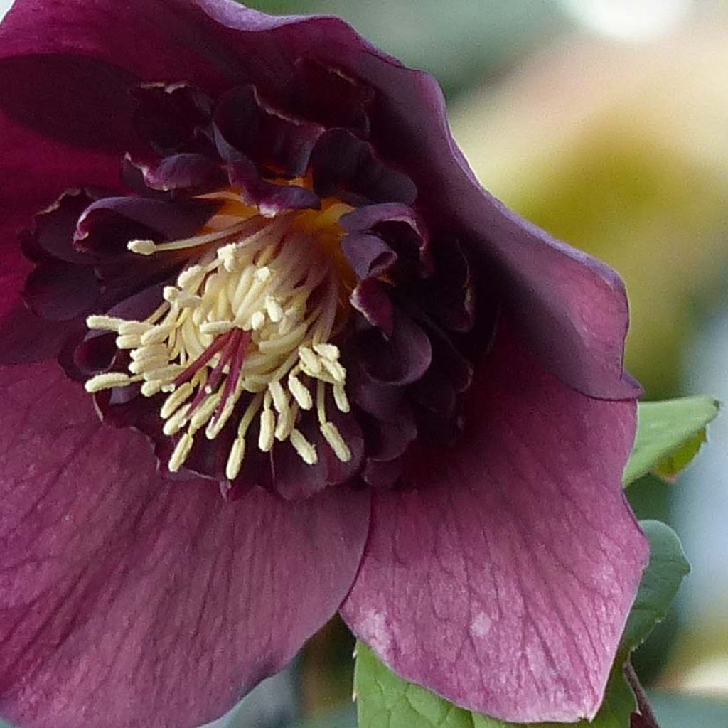 Eléboro oriental Anemone Rojo