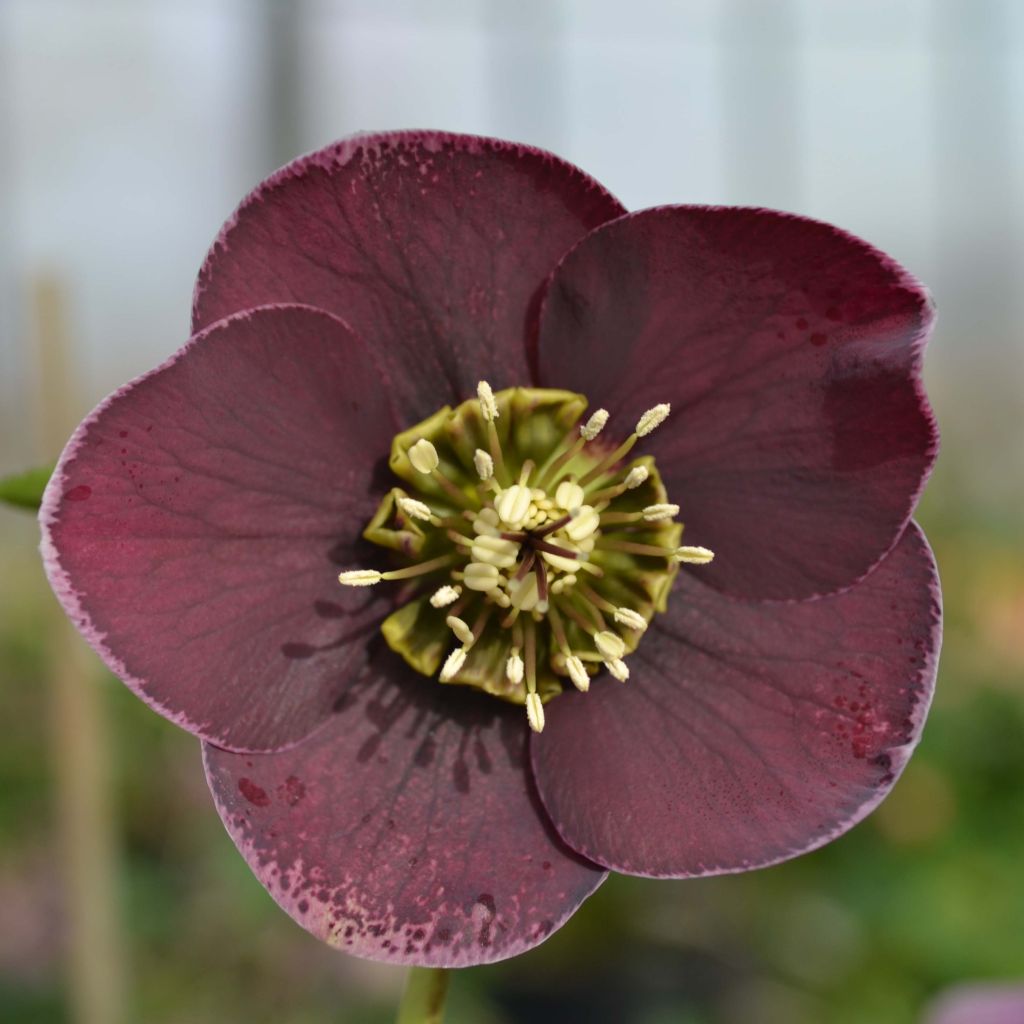 Eléboro oriental Aubergine W/E