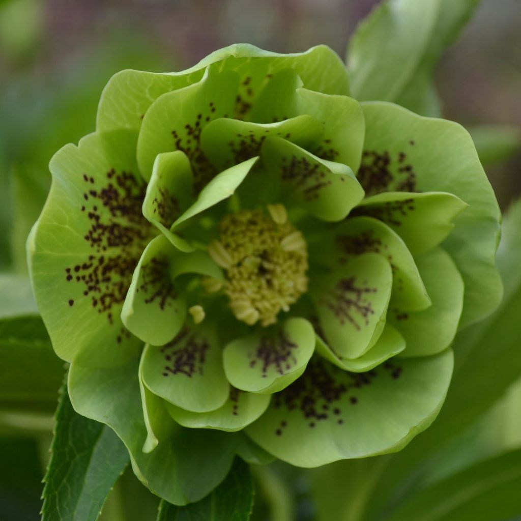 Eléboro oriental Double Green Spotted