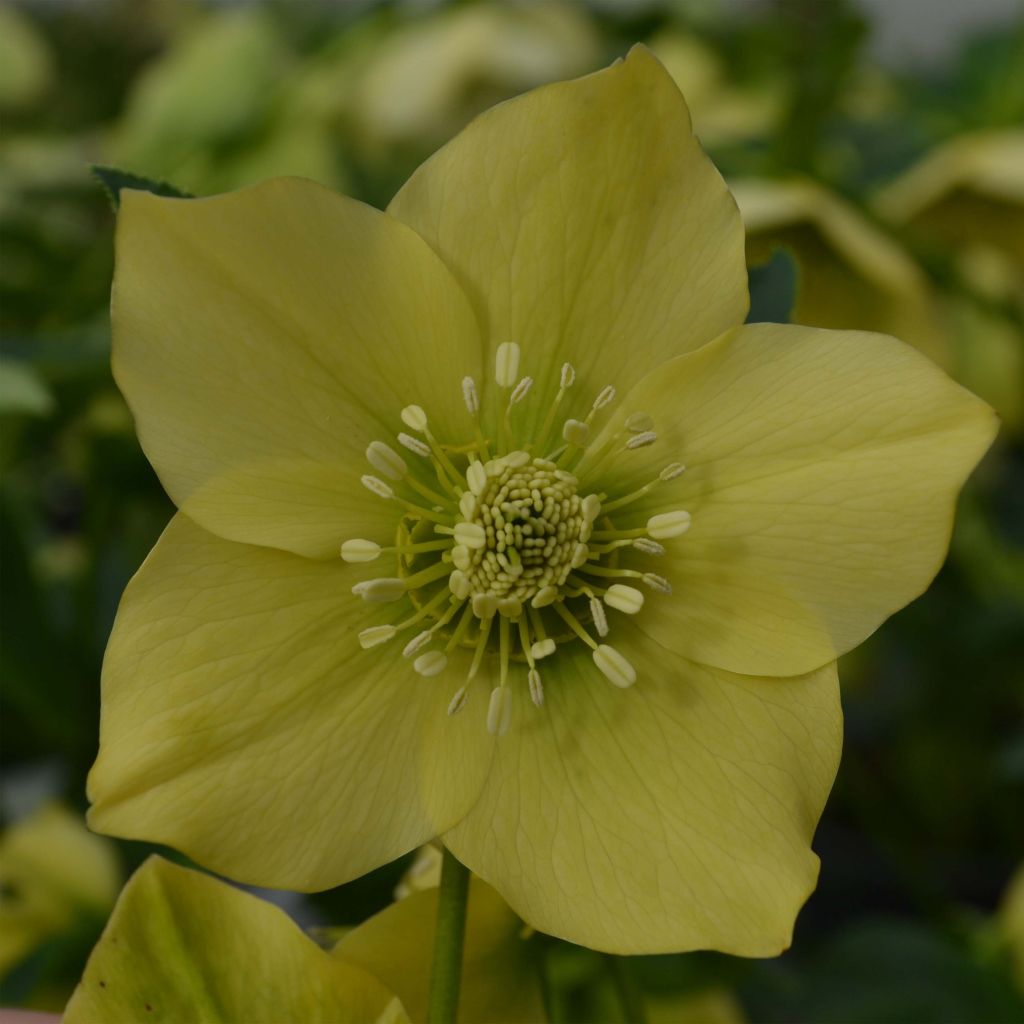 Eléboro oriental Yellow