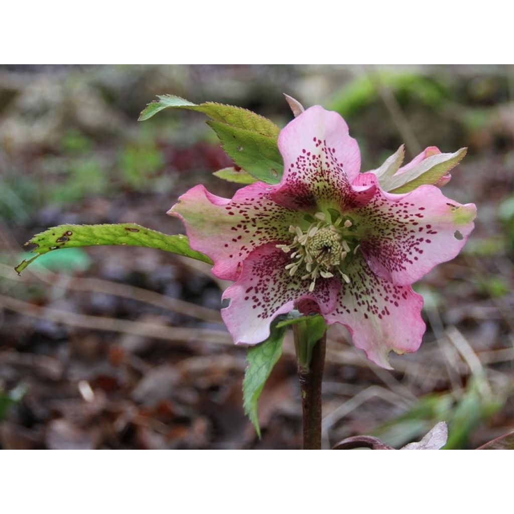 Eléboro oriental Pink Spotted