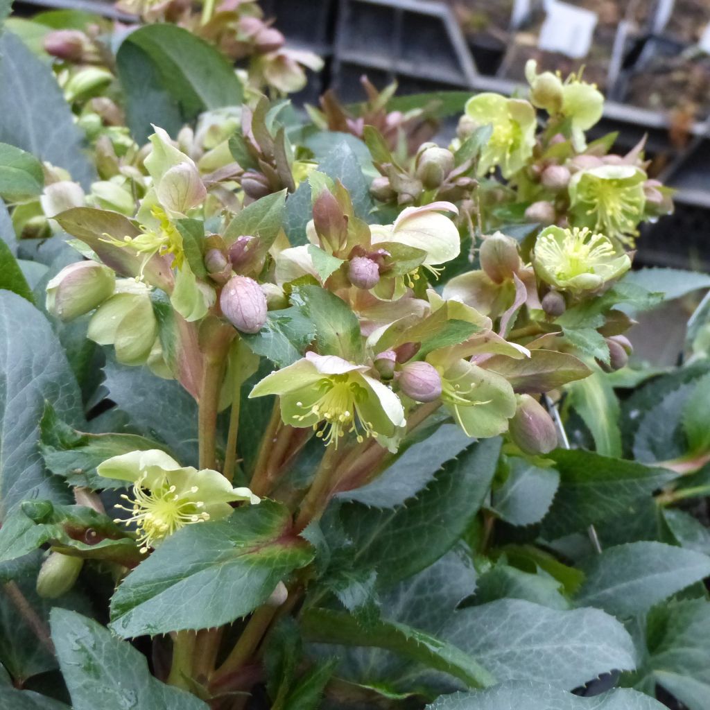 Eléboro de Stern - Helleborus sternii