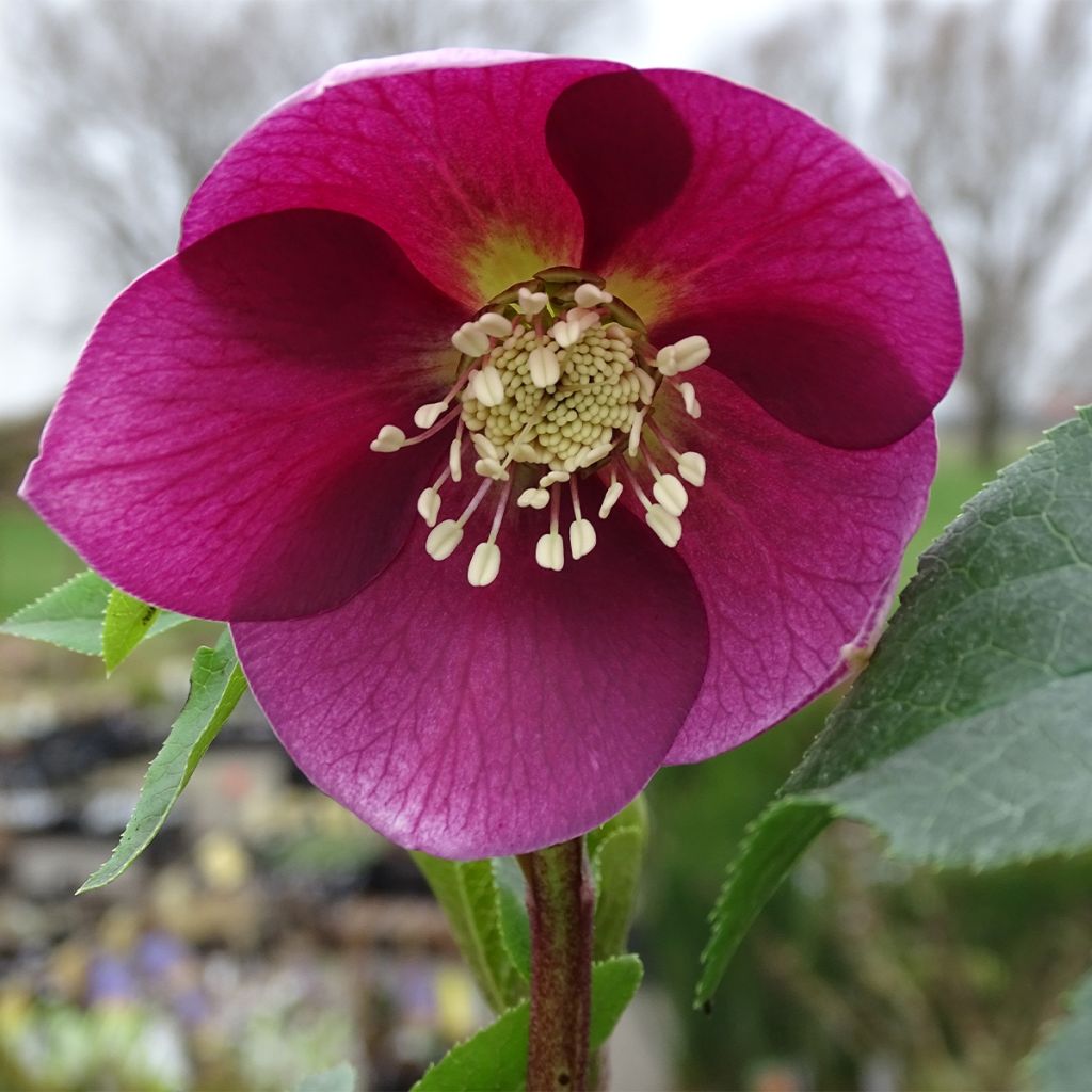 Hellébore orientale Magic Rouge