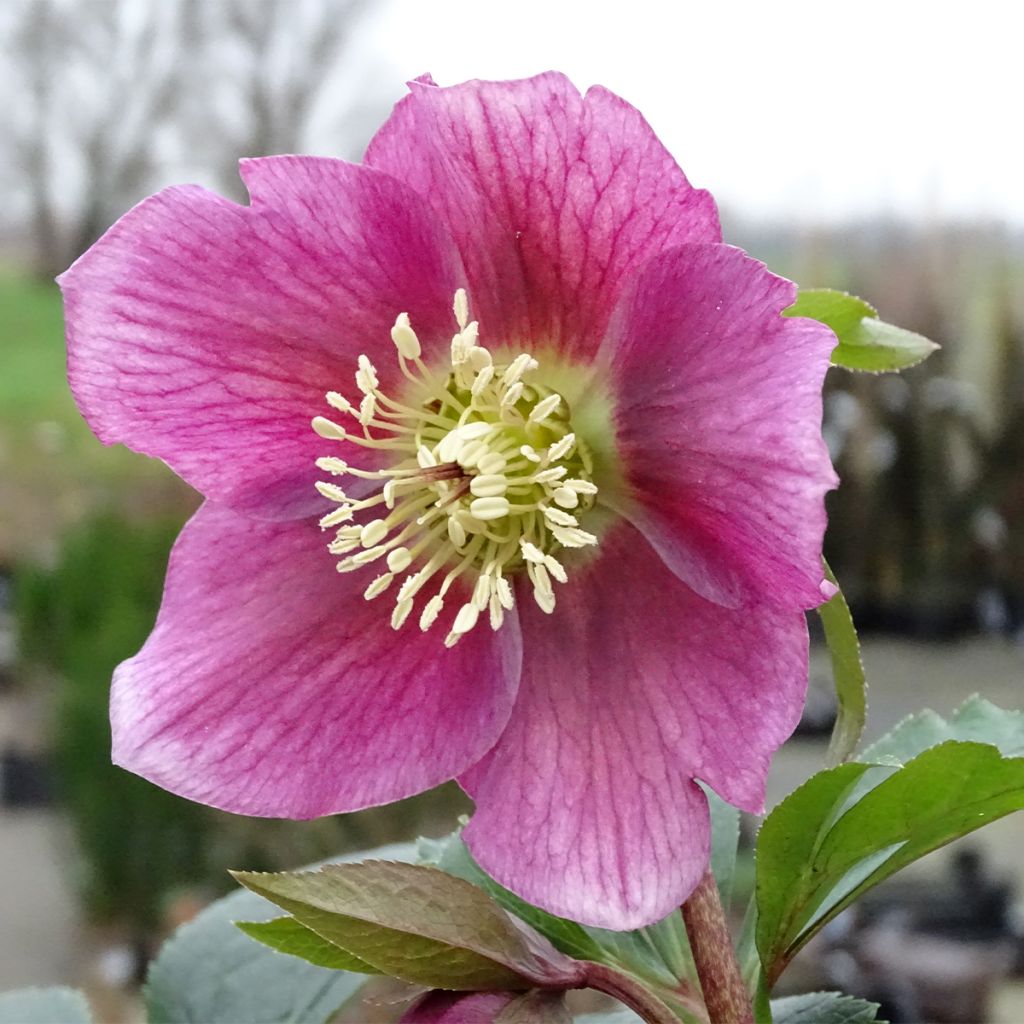 Hellébore orientale Magic Rouge