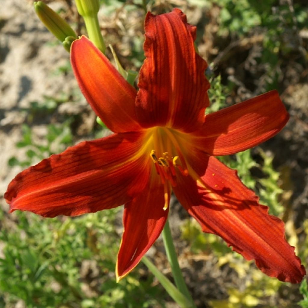 Hemerocallis Flambeau