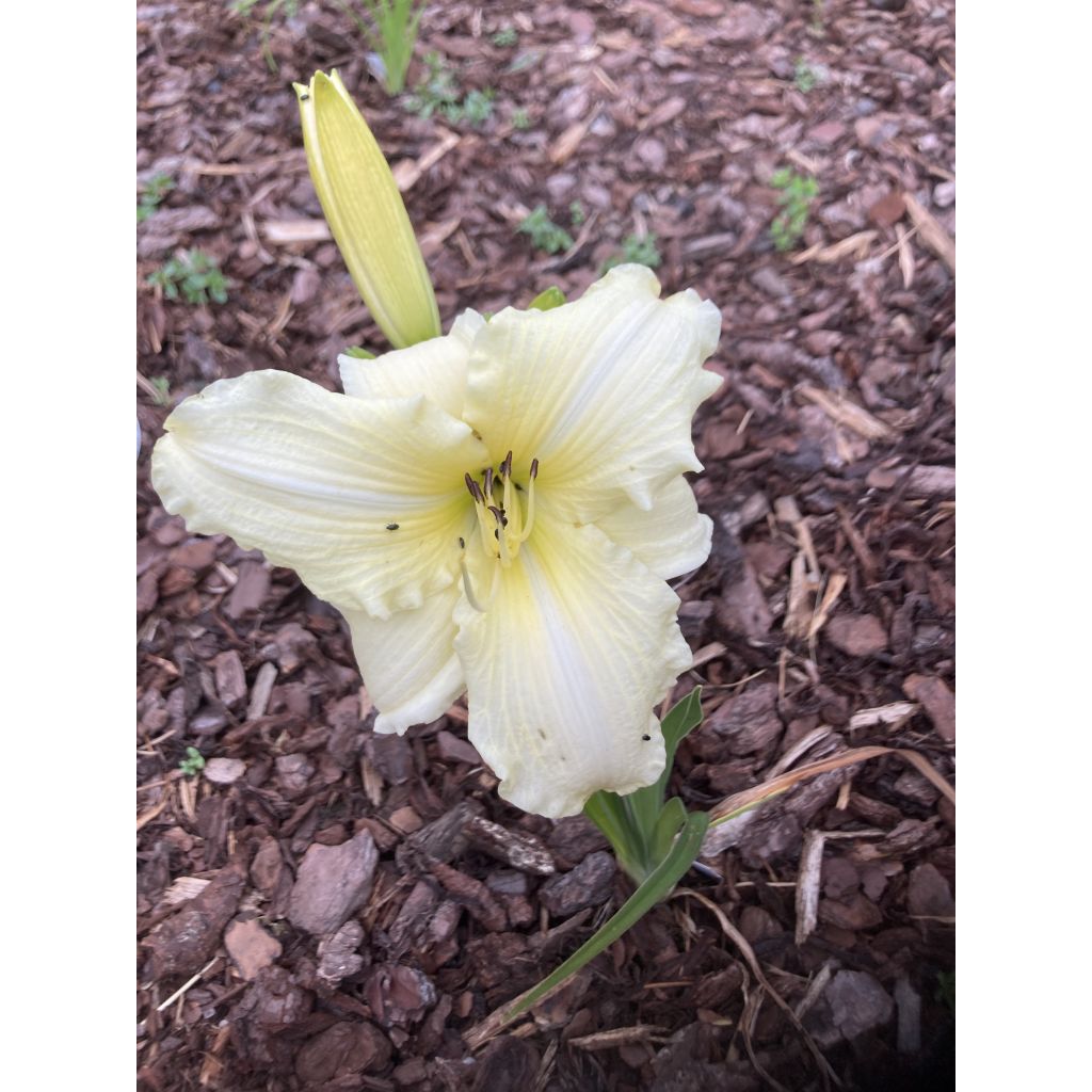 Hemerocallis Iron Gate Glacier