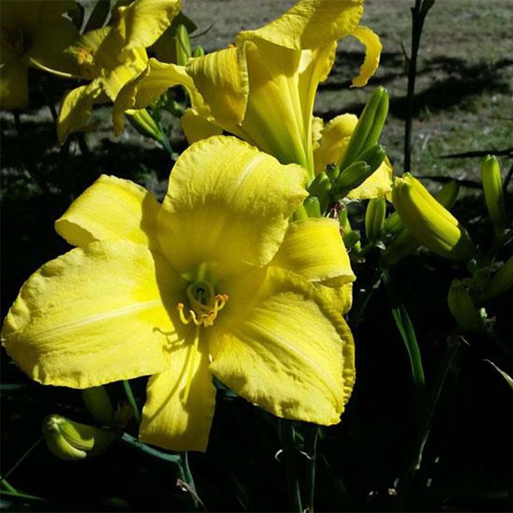 Hemerocallis Jannick's Choice