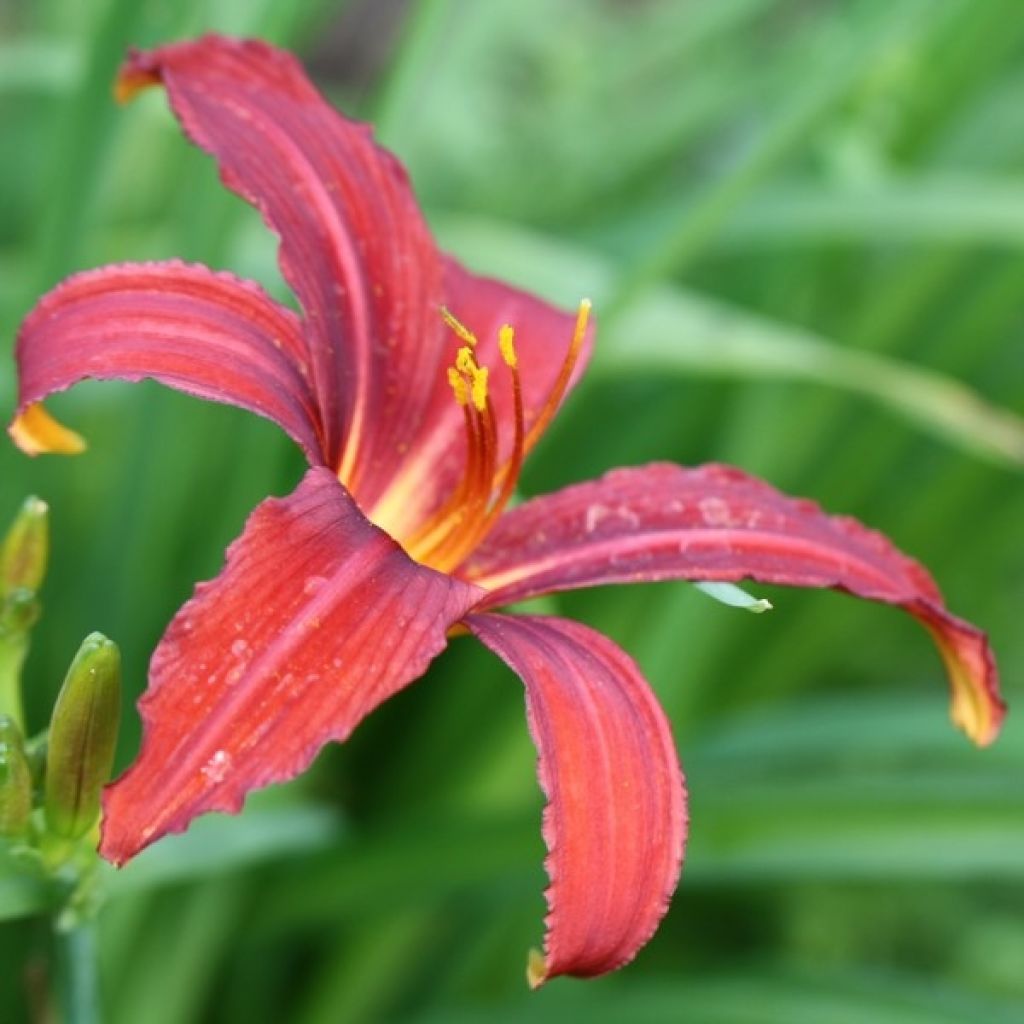 Hemerocallis Sammy Russel