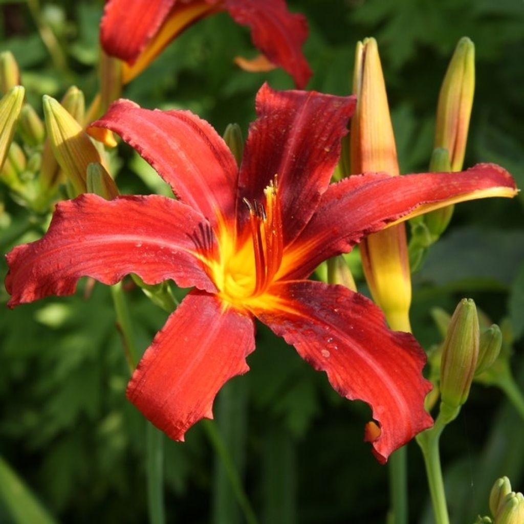 Hemerocallis Sammy Russel