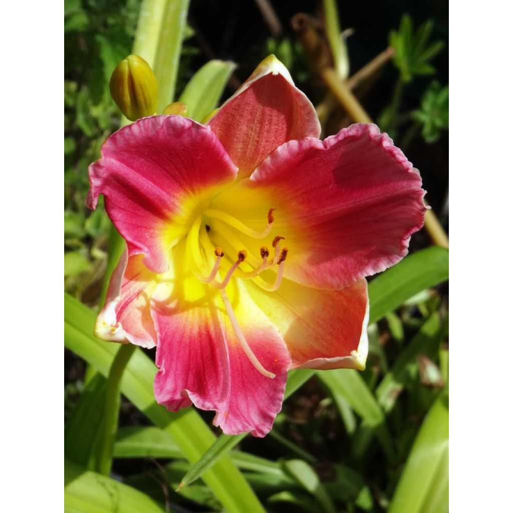 Hemerocallis Final Touch