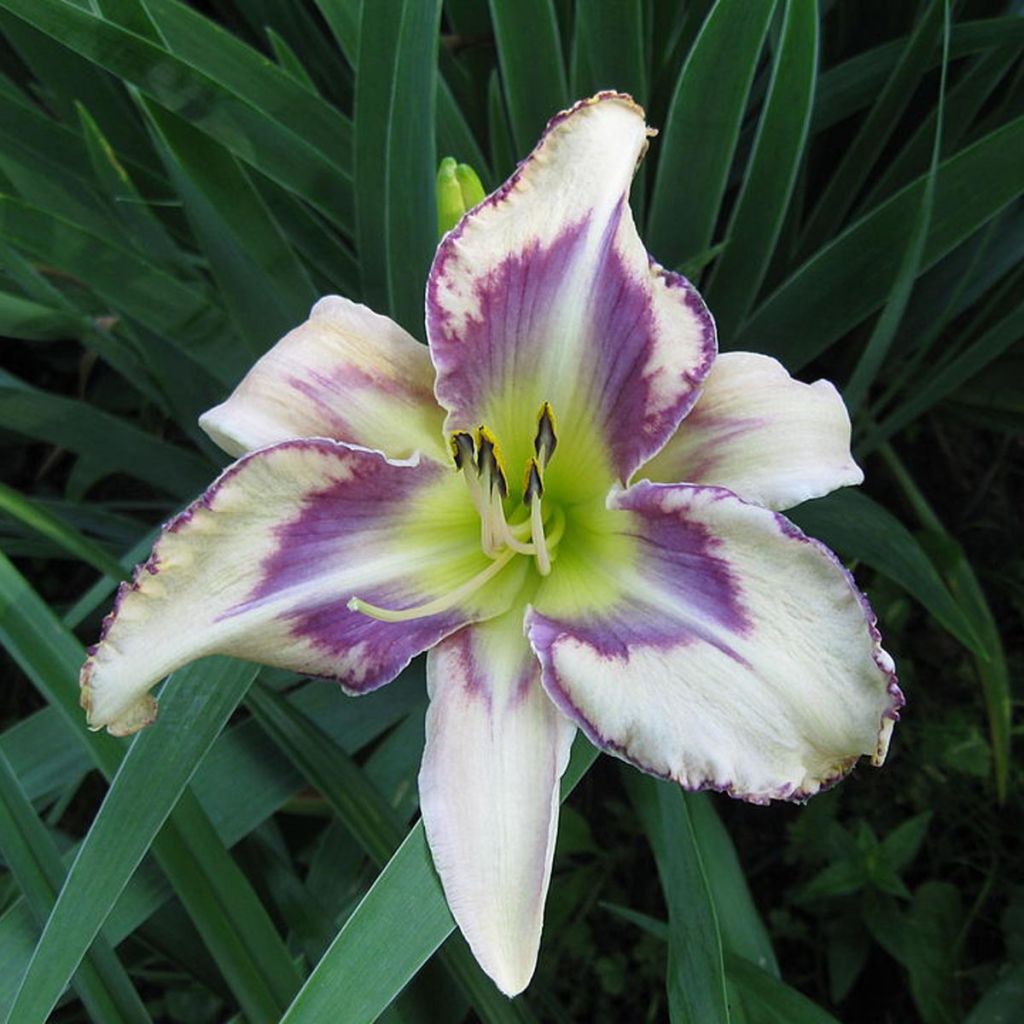 Hemerocallis Destined to See