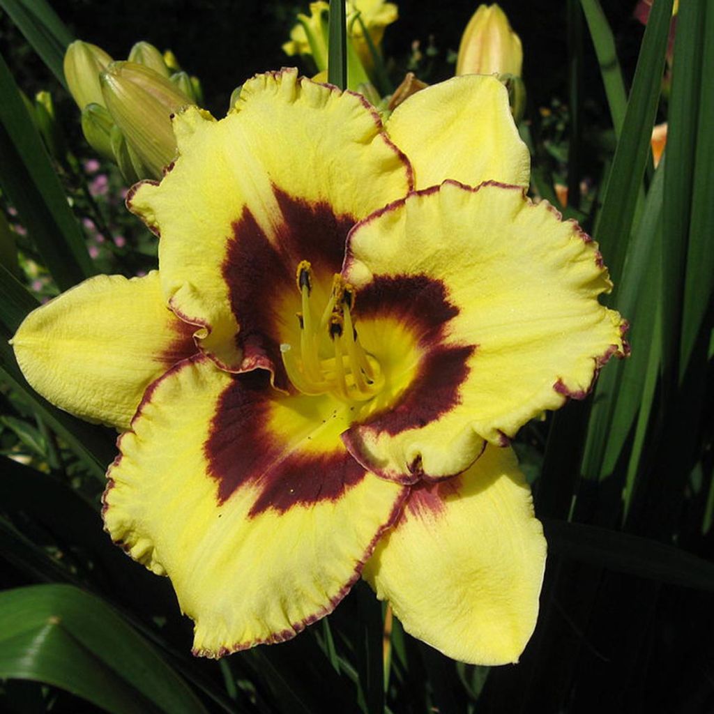 Hemerocallis El Desperado