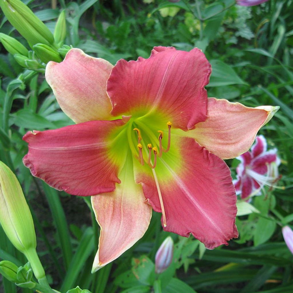 Hemerocallis Final Touch