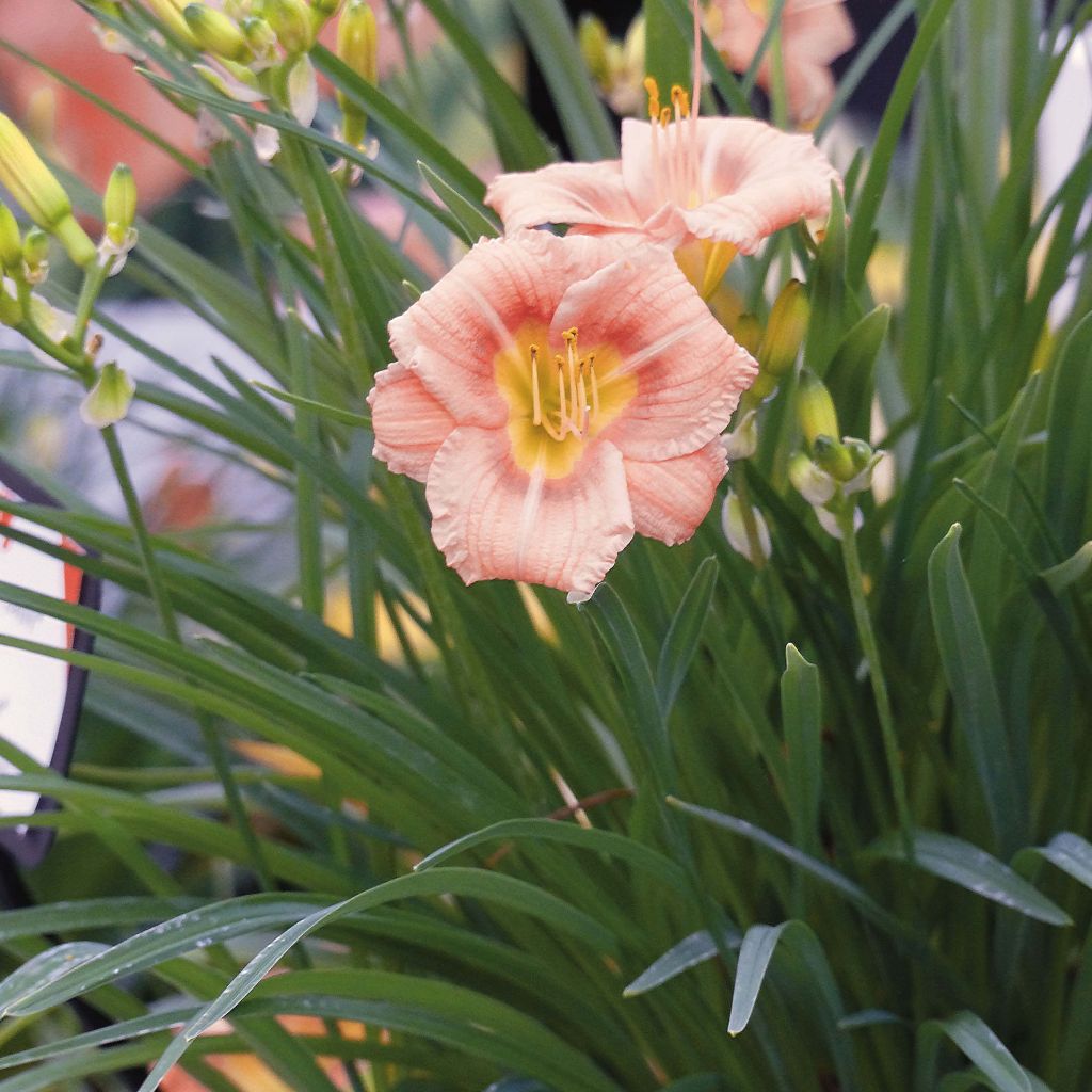 Hemerocallis Everydaylily Rose