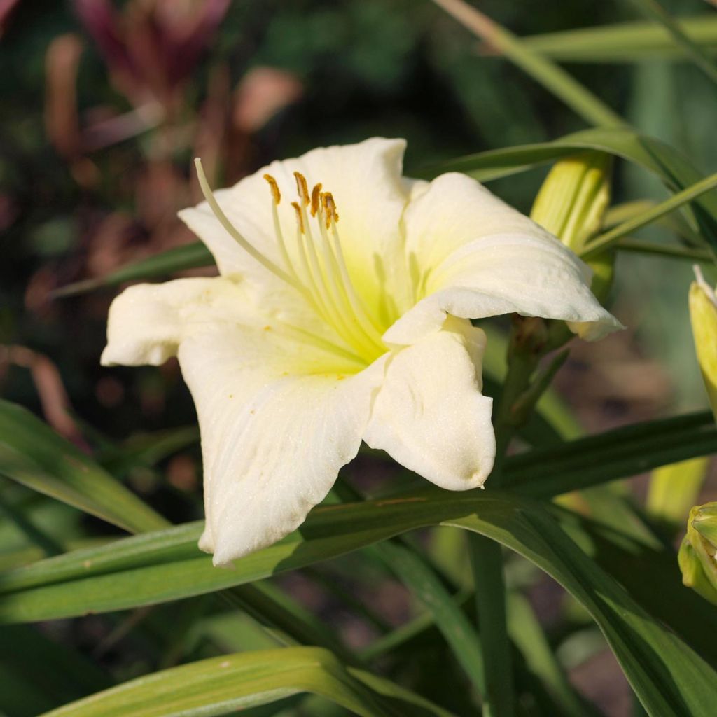 Hemerocallis Joan Senior