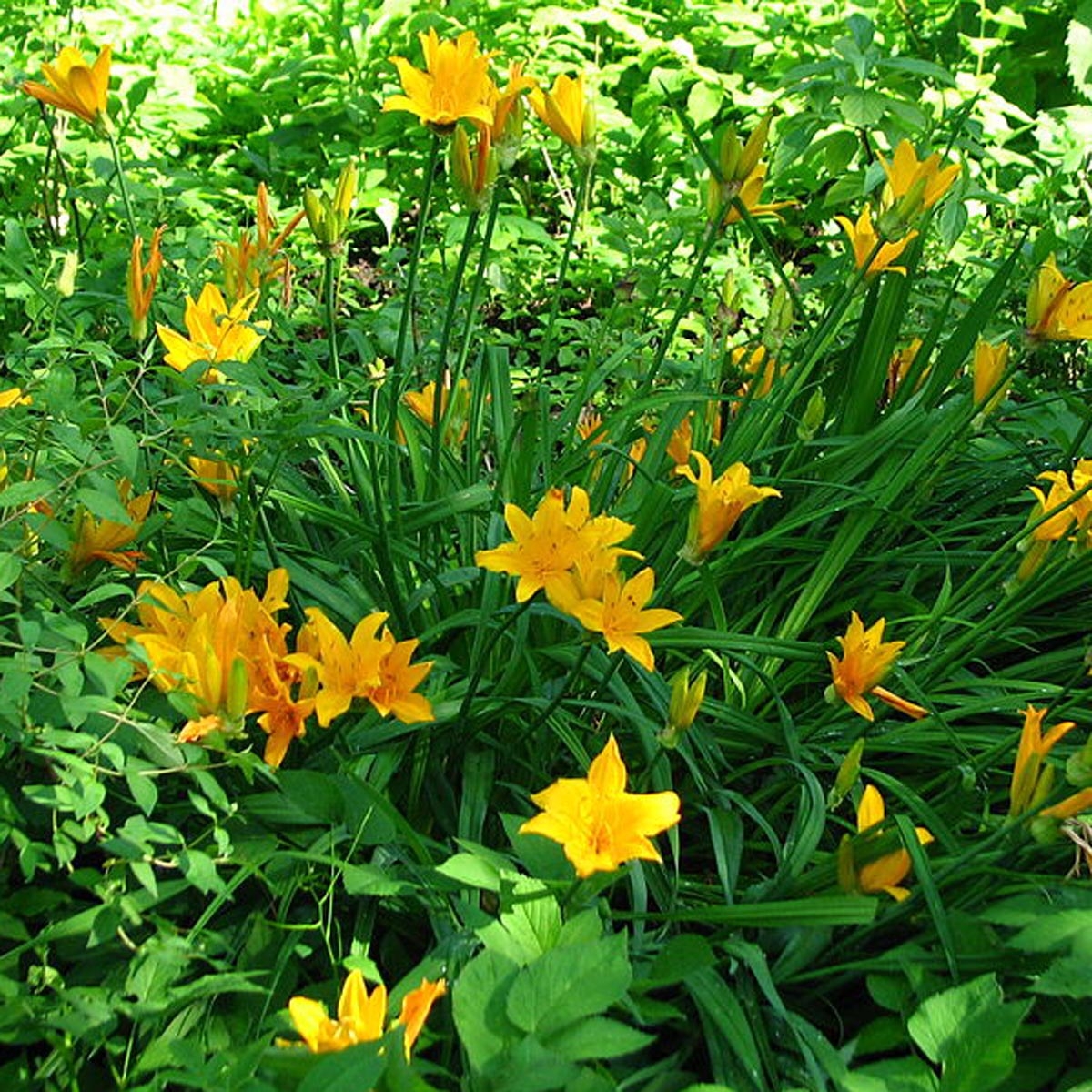 Hemerocallis middendorffii