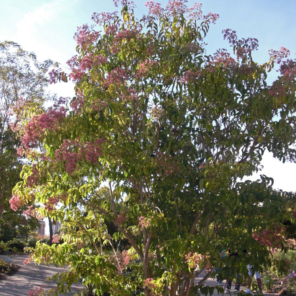 Flor de siete hijos - Heptacodium miconioides