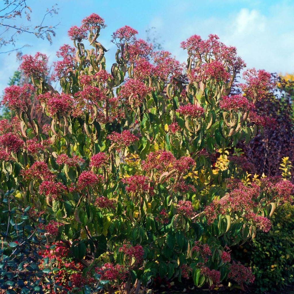 Flor de siete hijos - Heptacodium miconioides