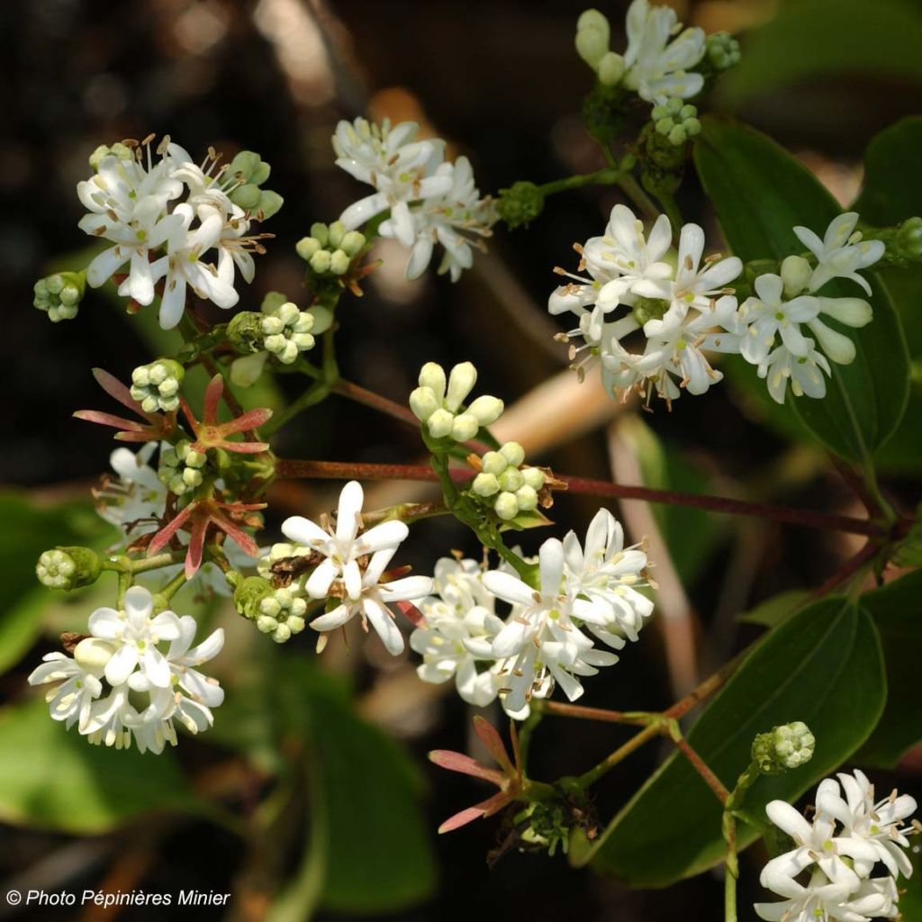 Flor de siete hijos - Heptacodium miconioides