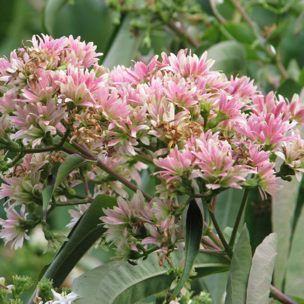 Flor de siete hijos - Heptacodium miconioides