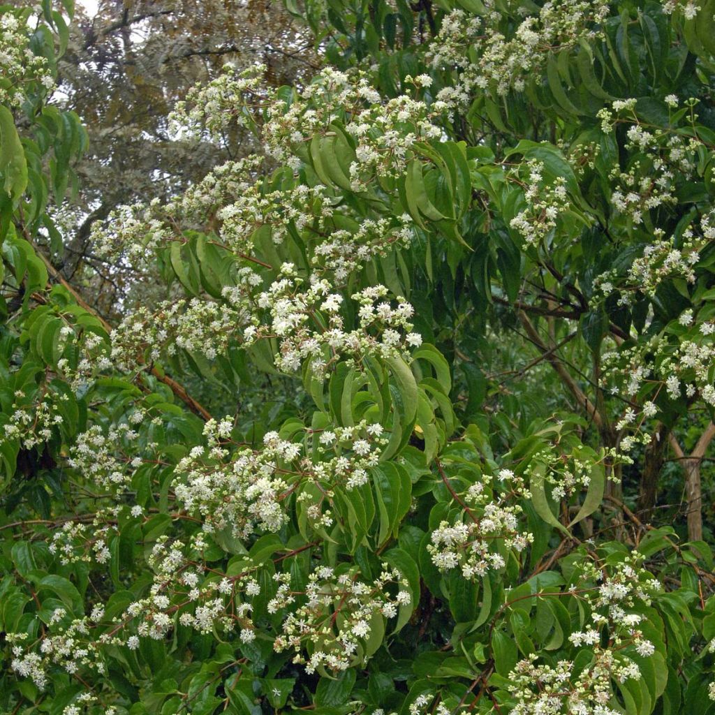 Flor de siete hijos - Heptacodium miconioides