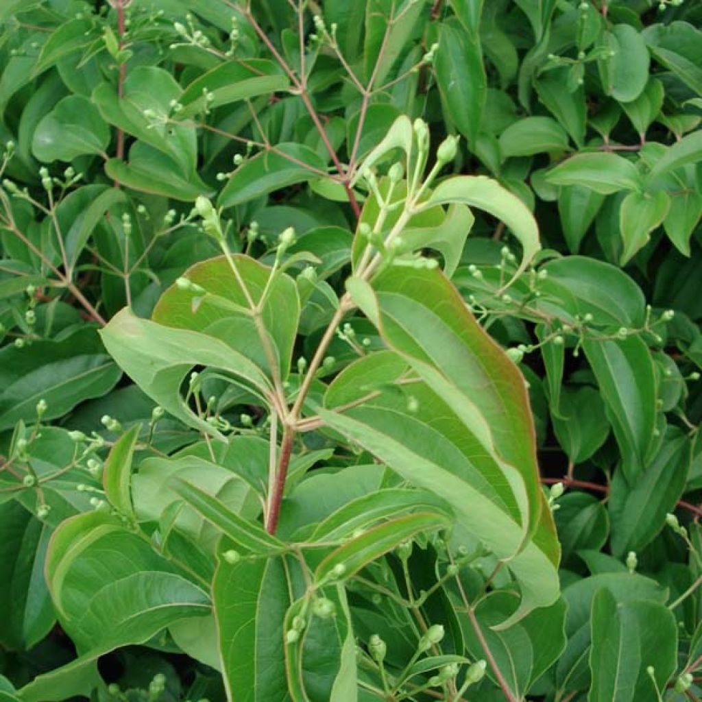 Flor de siete hijos - Heptacodium miconioides