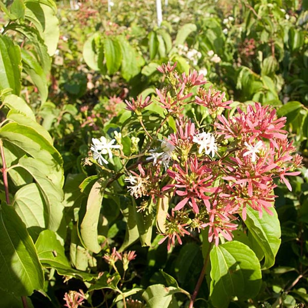 Flor de siete hijos - Heptacodium miconioides