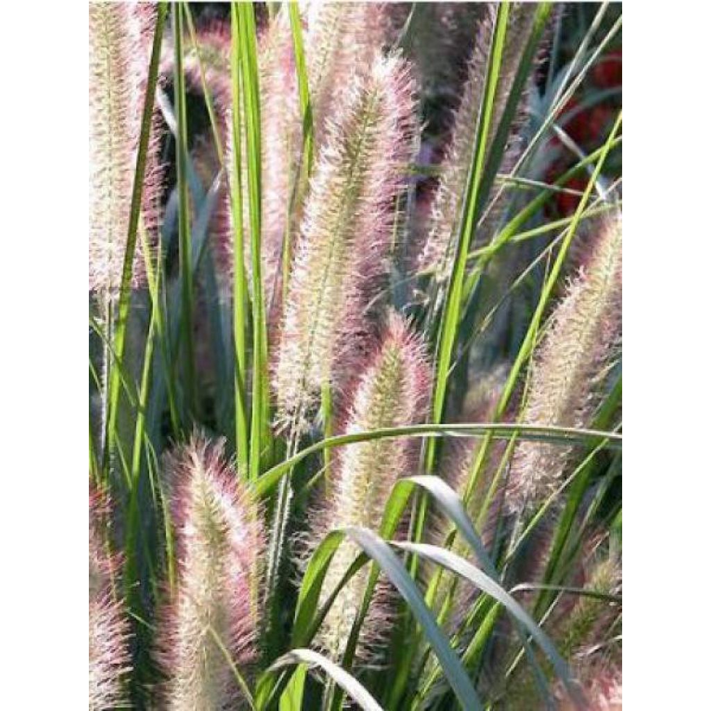 Pennisetum alopecuroides Herbstzauber, Herbe aux écouvillons