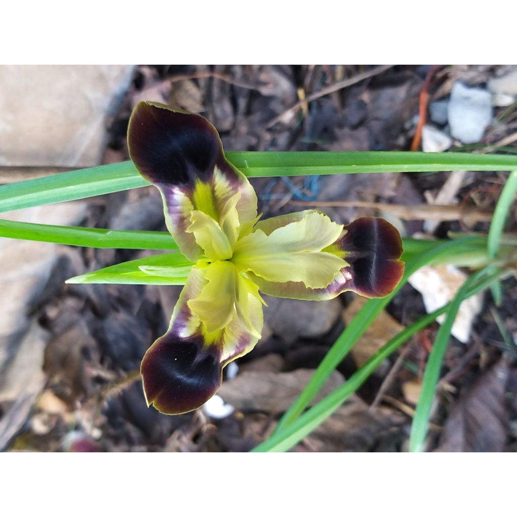 Iris tuberosus - Lirio de Cuaresma