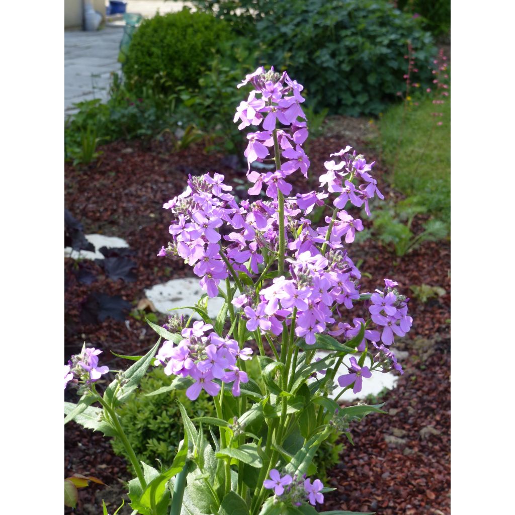 Violeta de los Jardines - Hesperis matronalis