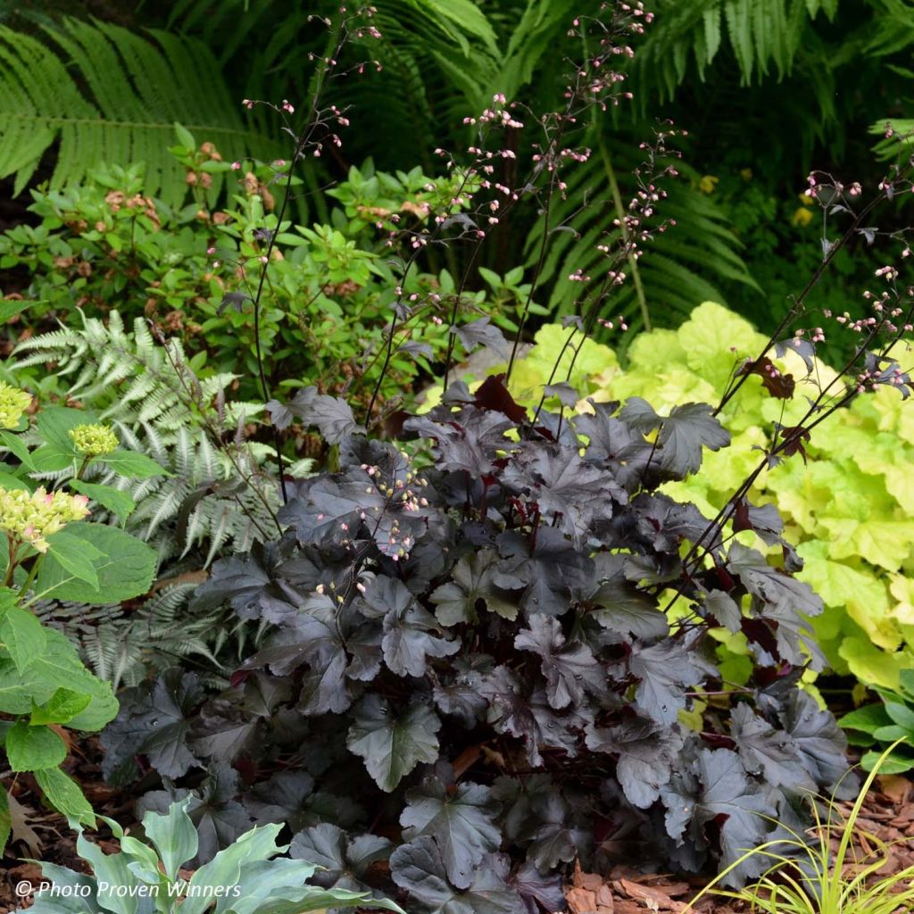 Heuchera Black Pearl