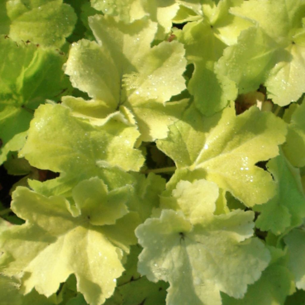 Heuchera Citronelle