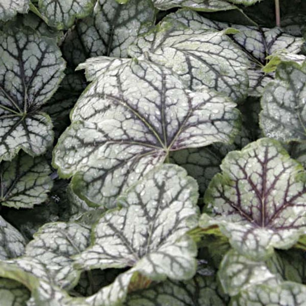 Heuchère - Heuchera Green Spice