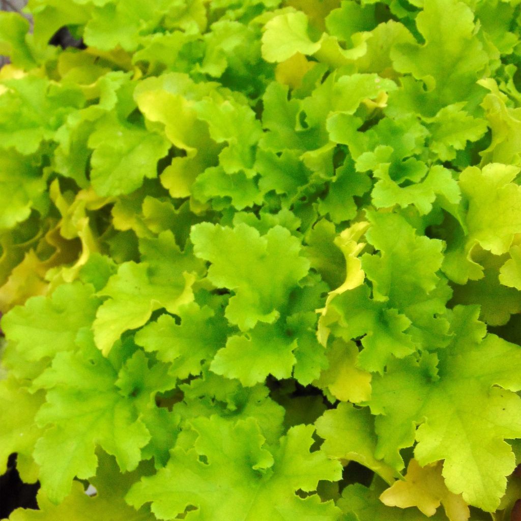 Heuchera Lime Marmalade