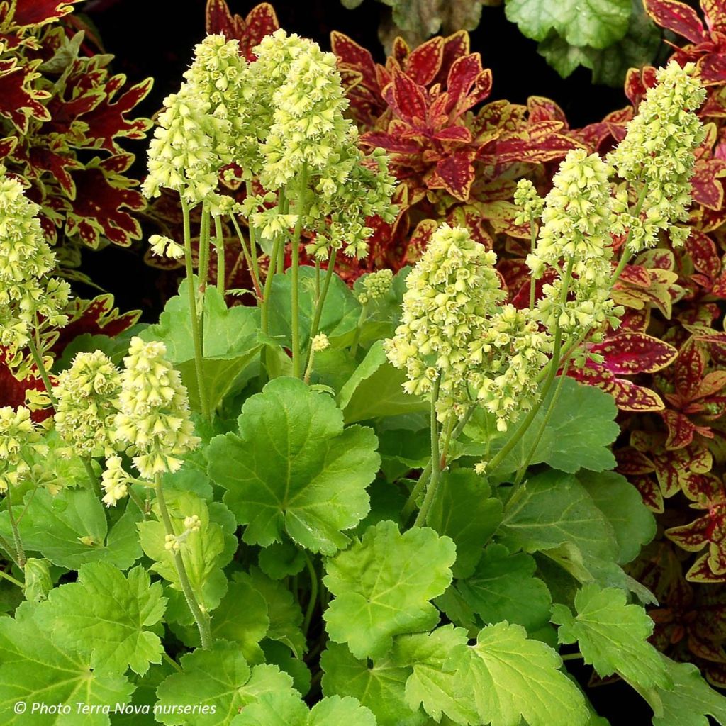 Heuchera Little Cutie Blondie in Lime