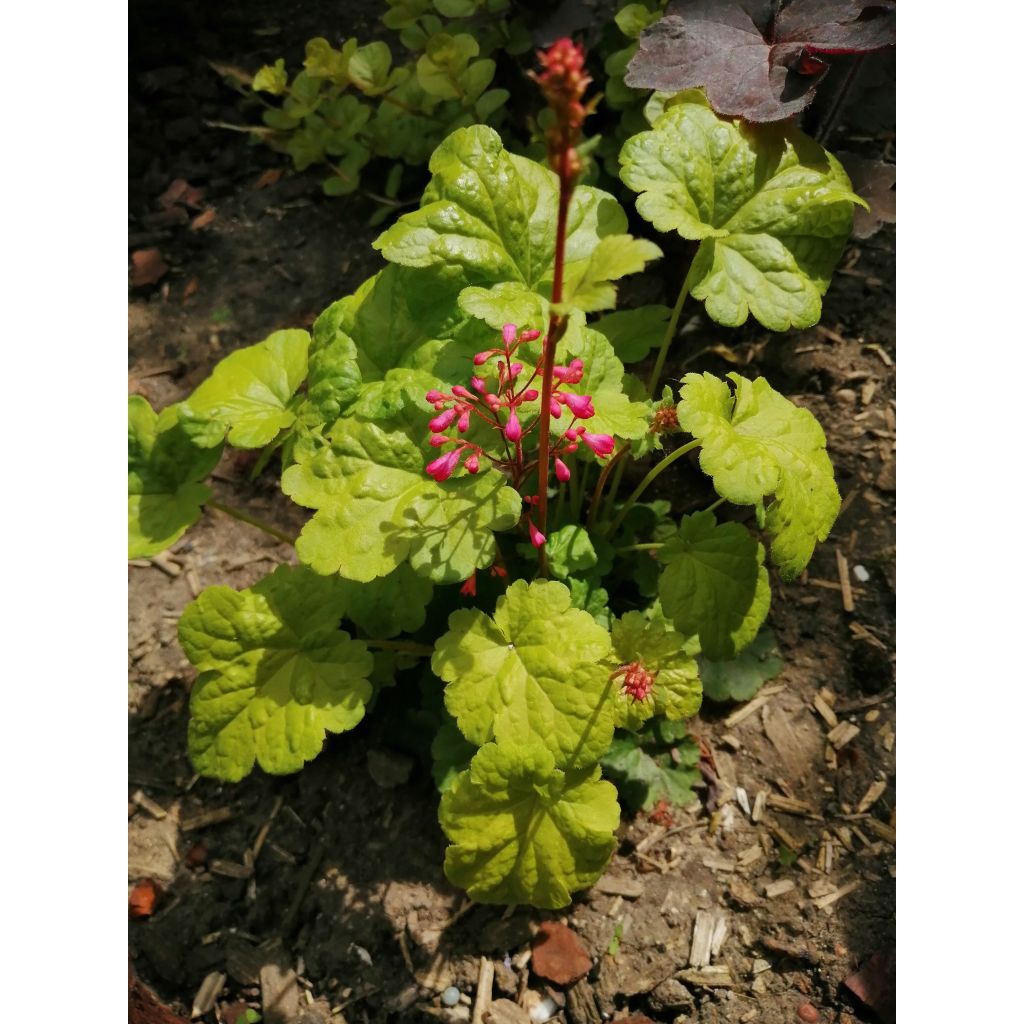 Heuchera Little Cuties Sweet Tart