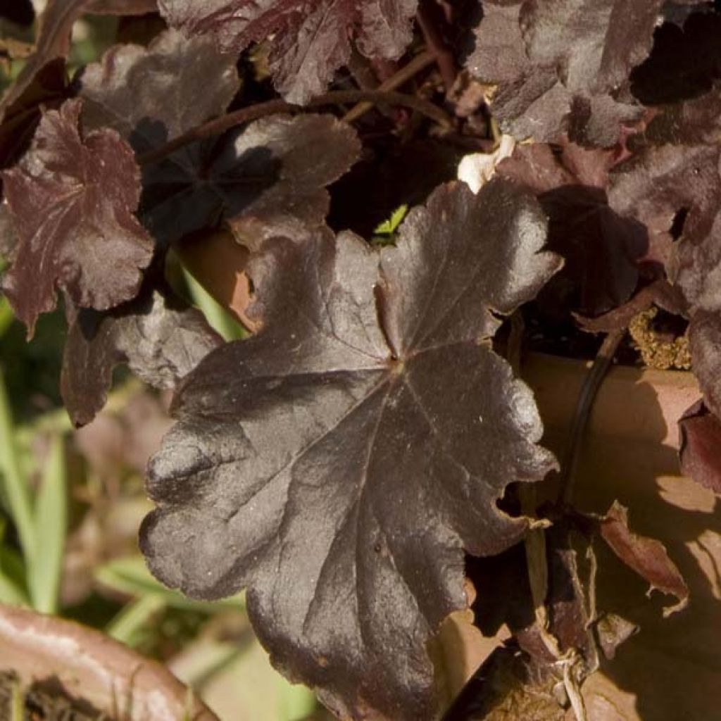 Heuchère, Heuchera Obsidian