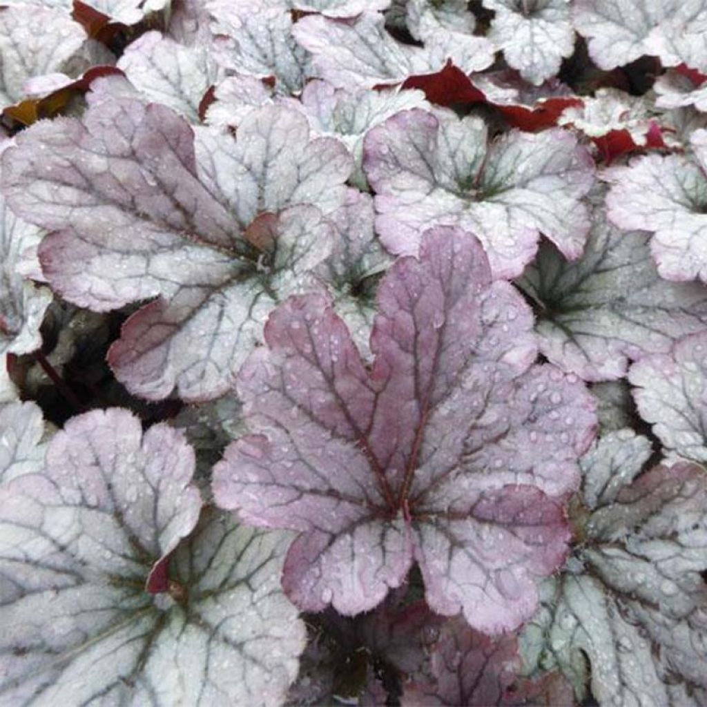 Heuchera Sloeberry