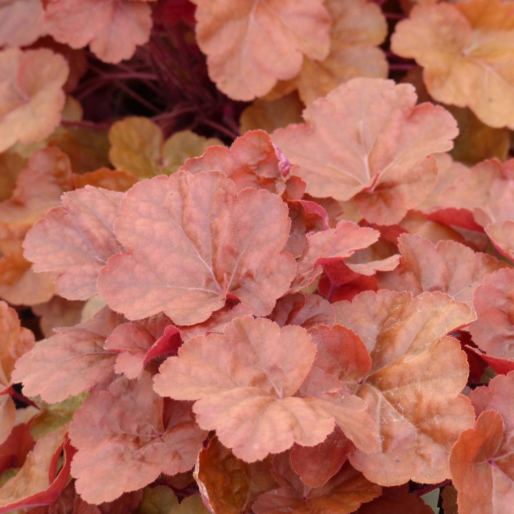 Heuchera Timeless Orange